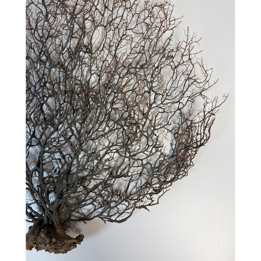 Gorgonia Sea Fan Costal Decor Item Vintage 18" x 18" ***BIG*** - Picture 2 of 9